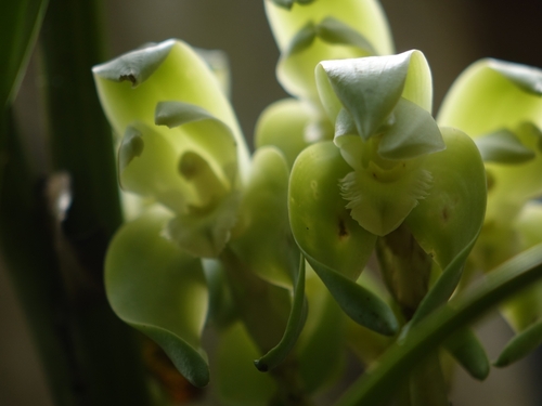 Ida ciliata, photograph 1