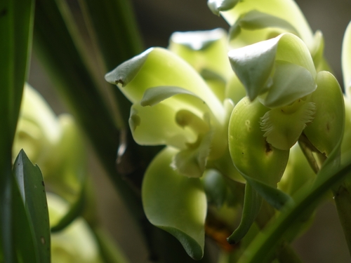 Ida ciliata, photograph 2