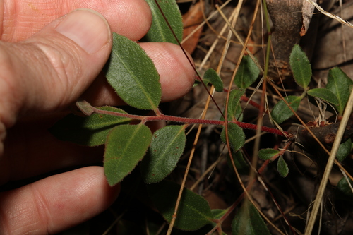 Image of Eucalyptus macrorhyncha by (c) Greg Tasney, some rights reserved (CC BY-SA)