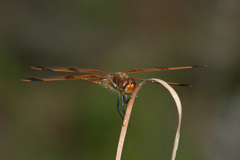 Libellula semifasciata