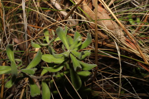 Image of Persoonia rigida by (c) Greg Tasney, some rights reserved (CC BY-SA)