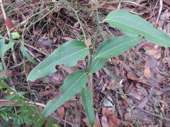 Smilax australis