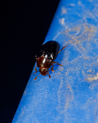 Pseudischyrus extricatus