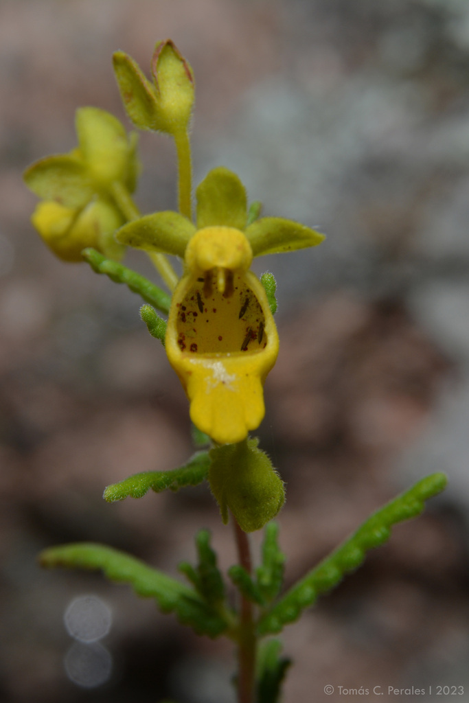 Calceolaria teucrioides