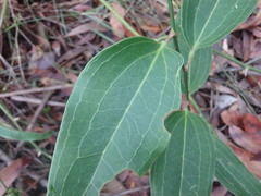 Smilax australis