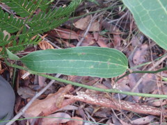 Smilax australis