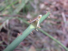 Smilax australis