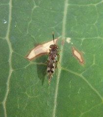 Diparidae