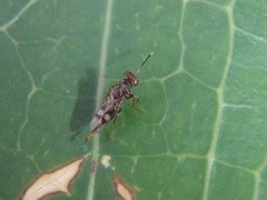 Diparidae