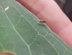 Diparidae
