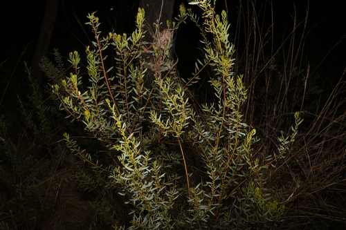 Image of Acacia buxifolia by (c) Greg Tasney, some rights reserved (CC BY-SA)