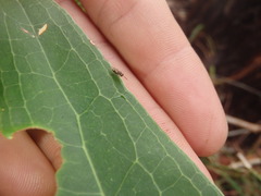 Diparidae
