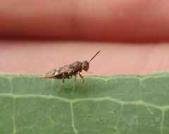 Diparidae