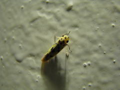 Anatkina illustris