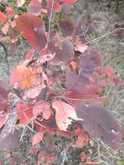 Cotinus