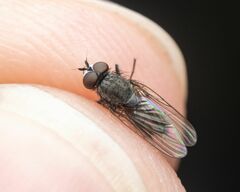 Seedcorn Maggot