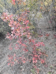 Cotinus