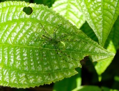 Peucetia madagascariensis