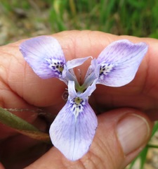 Moraea tripetala