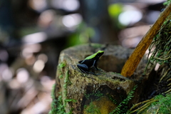 Mantella laevigata