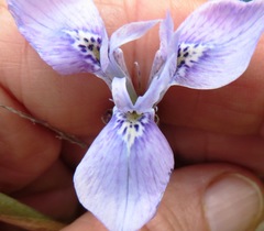 Moraea tripetala