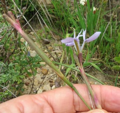Moraea tripetala