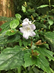 Strobilanthes flexicaulis