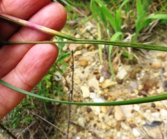Moraea tripetala
