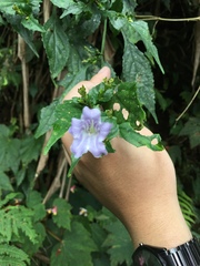 Strobilanthes flexicaulis