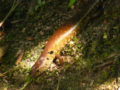 Sphenomorphus praesignis