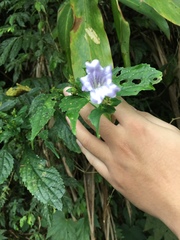 Strobilanthes flexicaulis