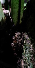 Cophyla grandis