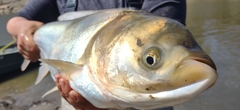 Silver Carp photo 4