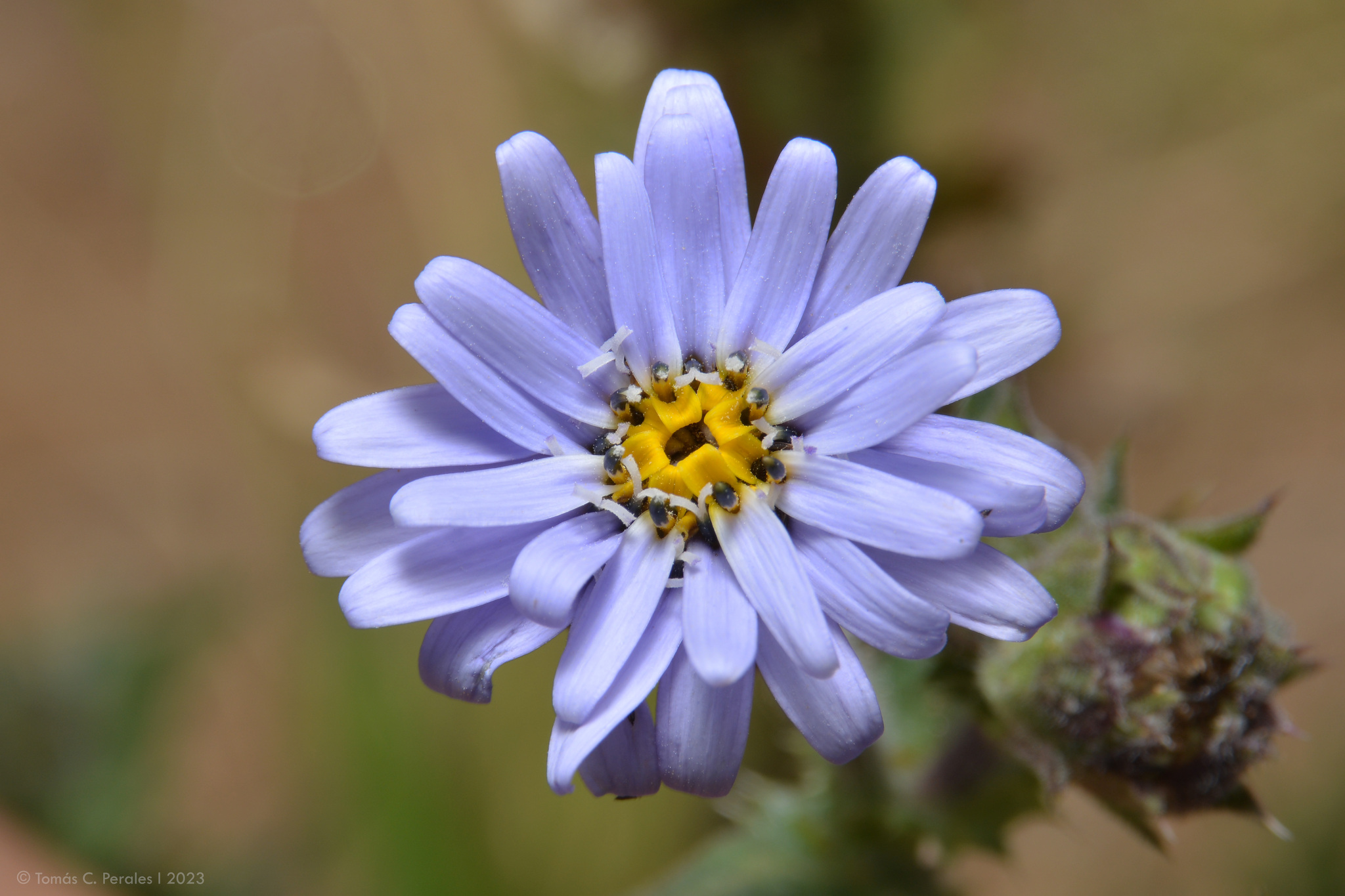Perezia multiflora