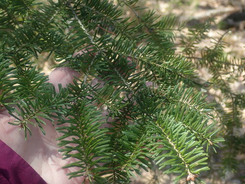 Balsam fir (Abies balsamea)