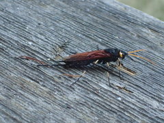 Urocerus californicus