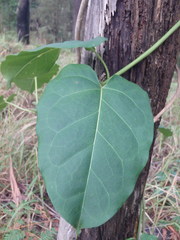 Leichhardtia rostrata