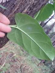 Leichhardtia rostrata