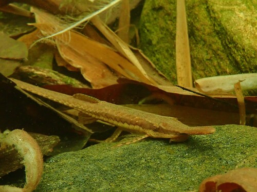 Striped twig catfish (Farlowella vittata) — Loricariidae