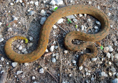 Cayman Islands Dwarf Boa photo 2