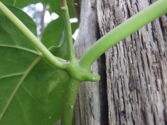 Leichhardtia rostrata