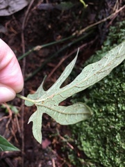 Aristolochia cucurbitifolia