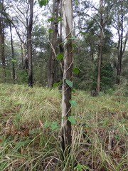 Leichhardtia rostrata