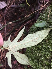 Aristolochia cucurbitifolia