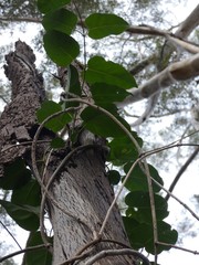 Leichhardtia rostrata