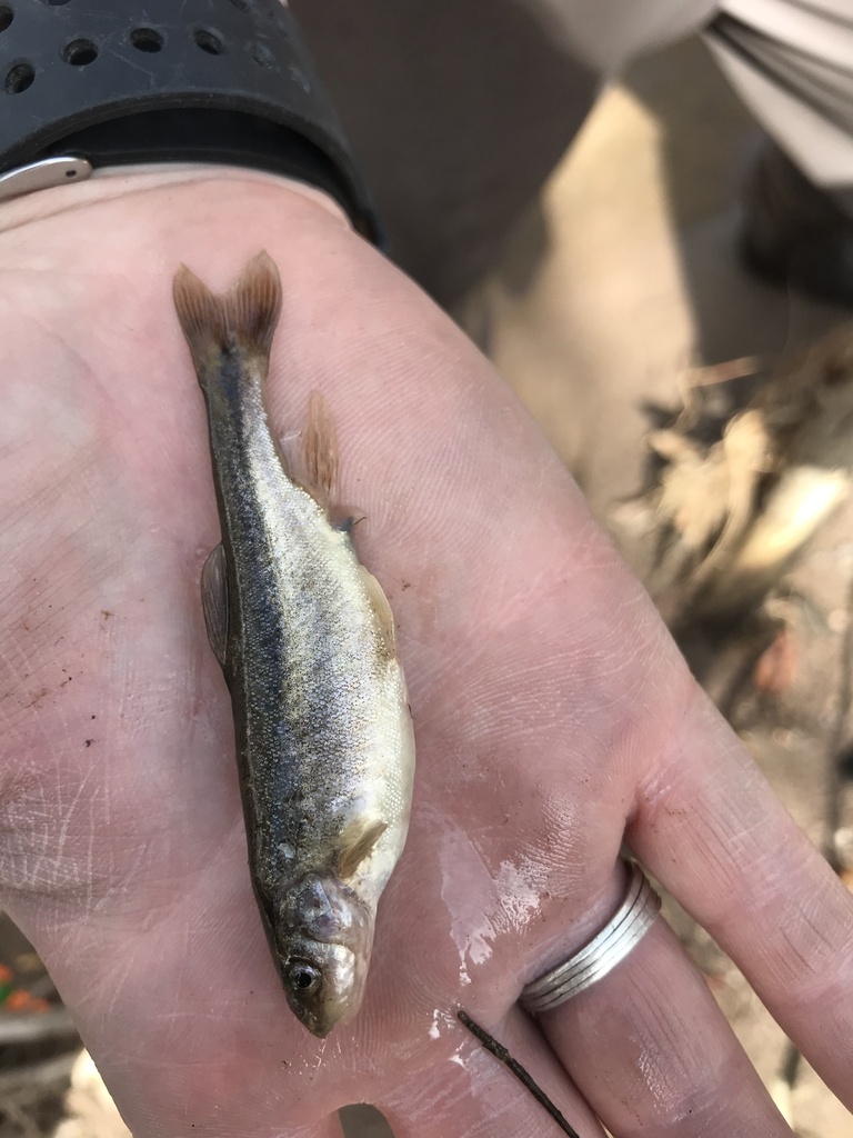 Longfin dace (Agosia chrysogaster) — Cyprinidae