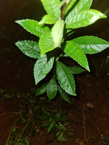 Rough-leaved Cats-whiskers