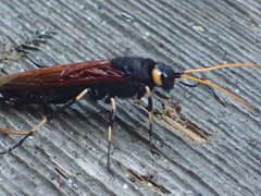 Urocerus californicus