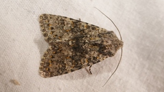 Polymixis xanthomista
