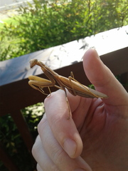 Mantis religiosa